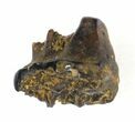 Didelphodon Molar - Cretaceous Marsupial Mammal #30531-3